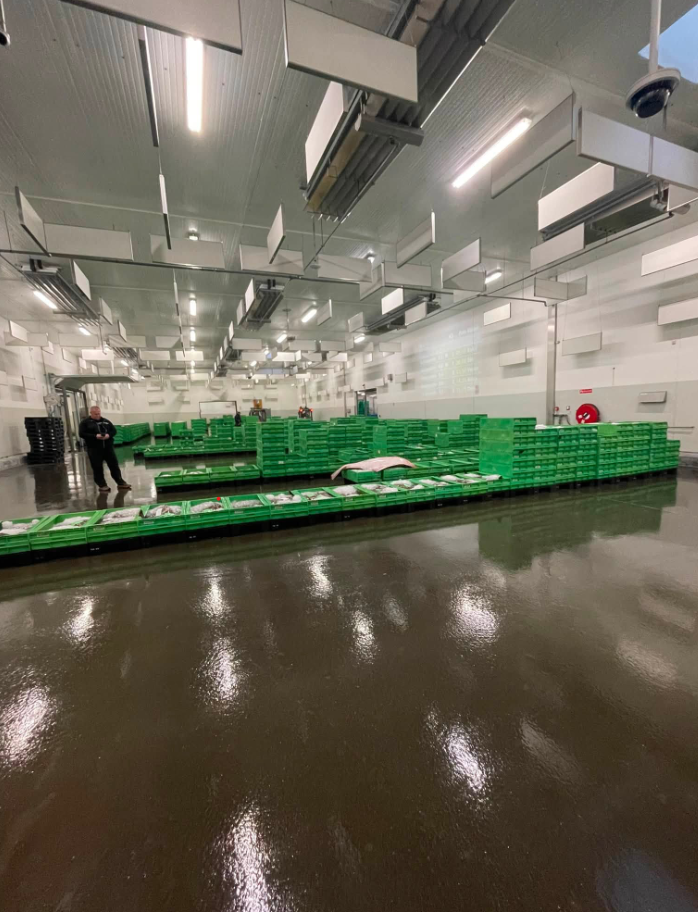Frisk fisk i grønne kasser på fiskeauktionen i Hirtshals